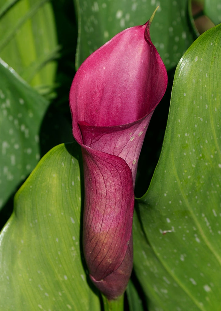 Cala Lily Purple Spirit