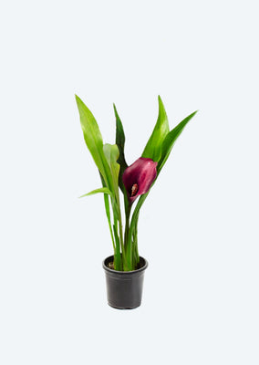 Cala Lily Purple Spirit