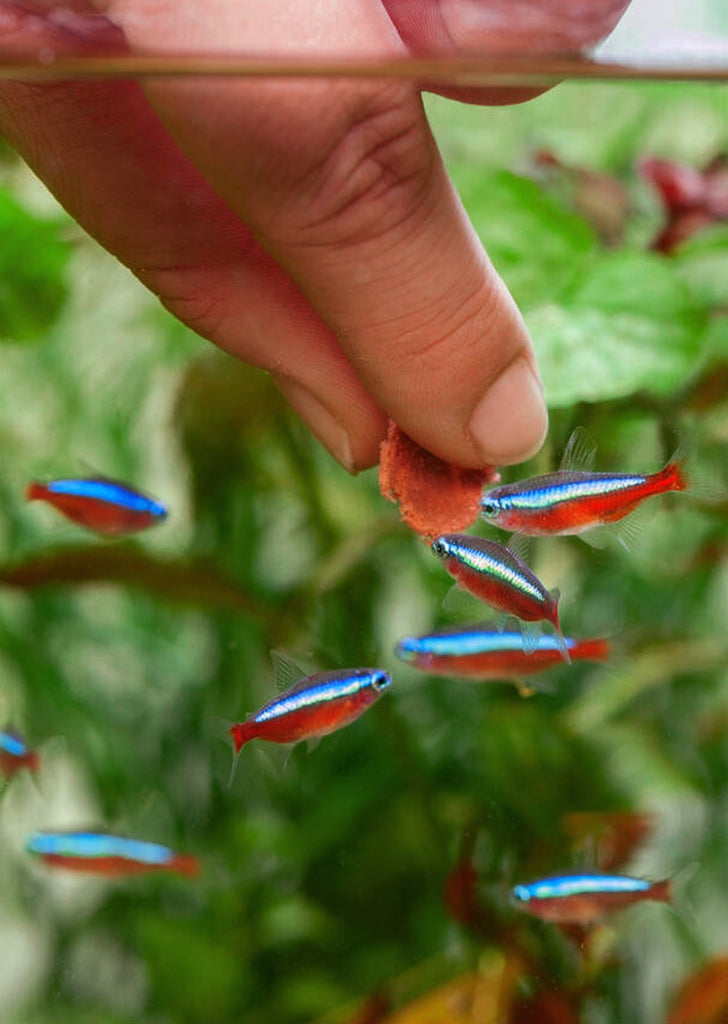 Cardinal Tetra