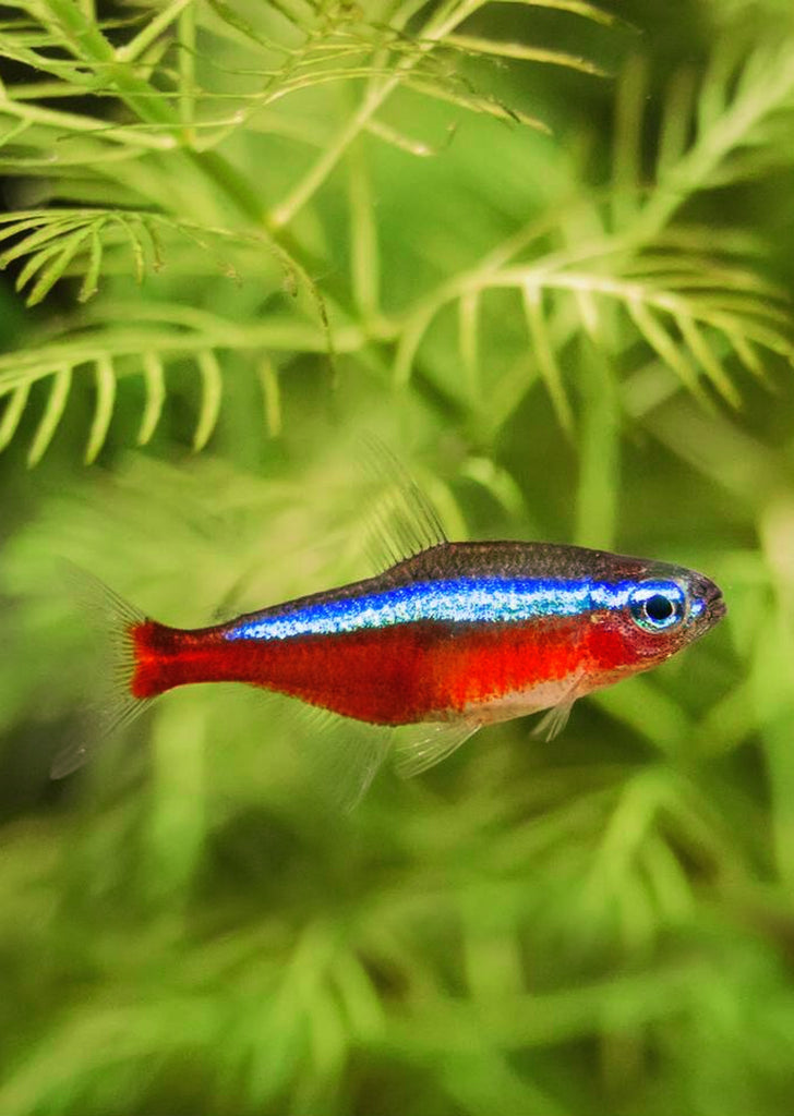 Cardinal Tetra