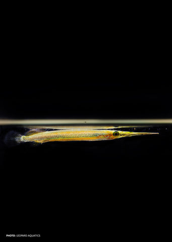 Borneo Redline Halfbeak