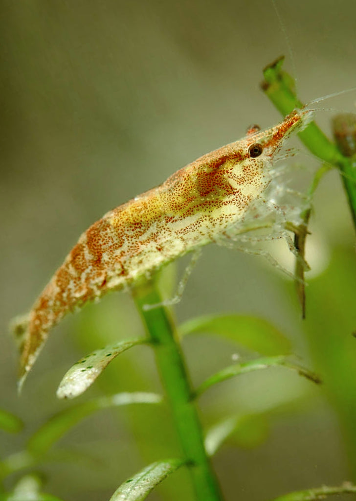 Cherry Shrimp