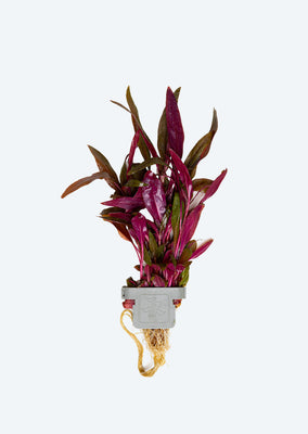 Alternanthera reineckii 'Pink' Clip