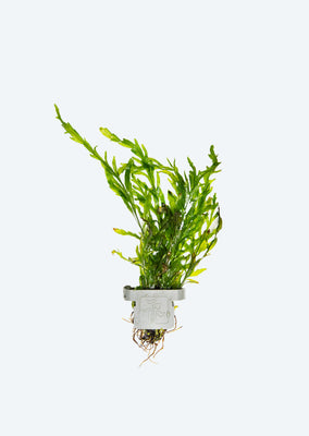 Bolbitis heudelotii Clip