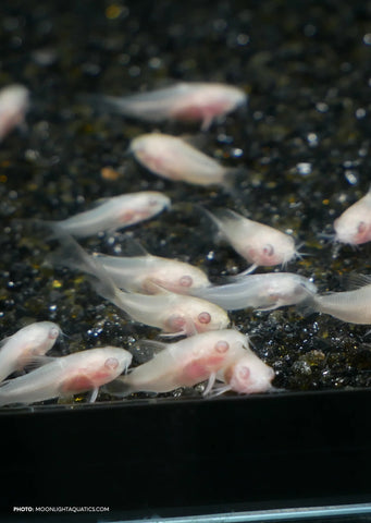 Corydoras Pygmy Albino