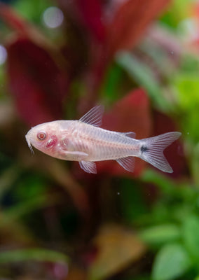 Corydoras Pygmy Albino