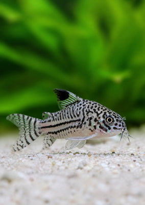 Corydoras Julii