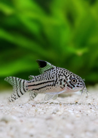 Corydoras Julii
