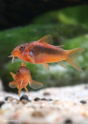 Corydoras Orange Laser
