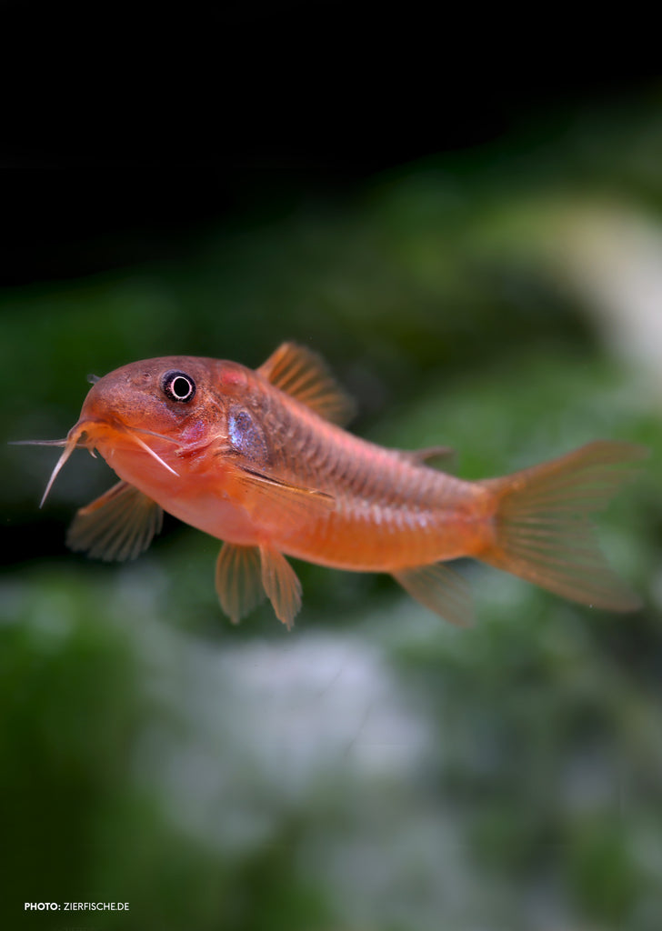 Corydoras Orange Laser