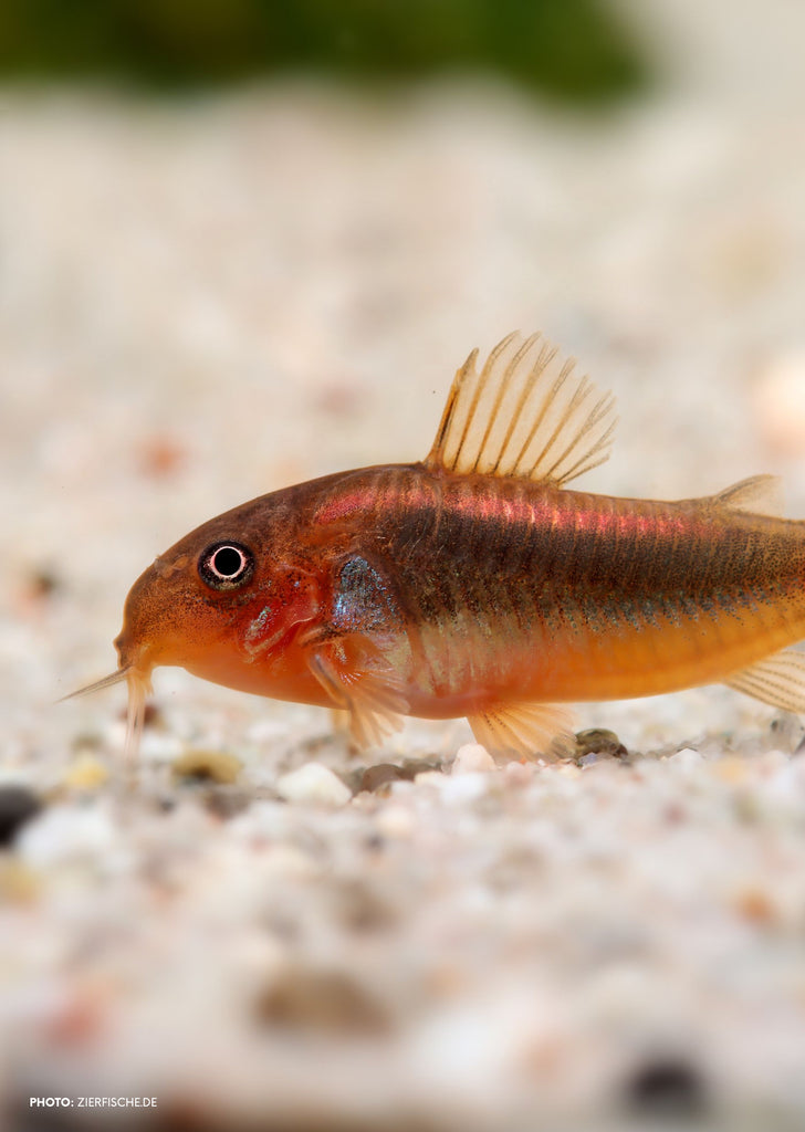 Corydoras Orange Laser