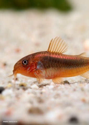 Corydoras Orange Laser