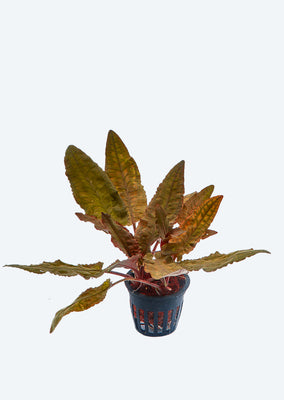 Cryptocoryne 'Mi Oya'