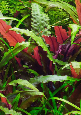Cryptocoryne 'Mi Oya'
