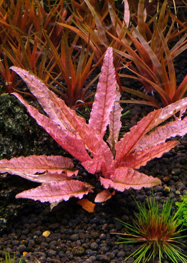 Cryptocoryne Pink ‘Flamingo’