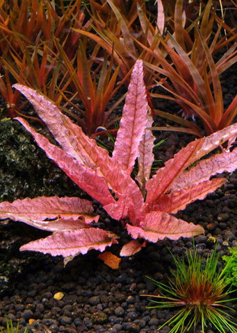 Cryptocoryne Pink ‘Flamingo’