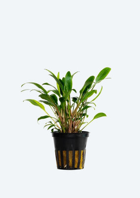 Cryptocoryne lutea