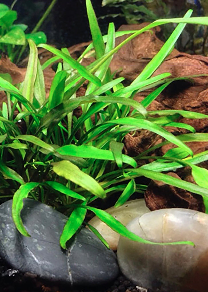 Cryptocoryne lutea