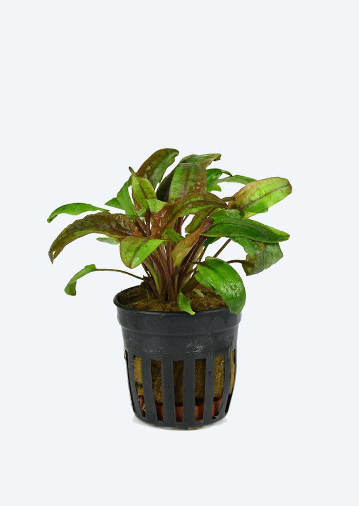 Cryptocoryne Pink ‘Flamingo’