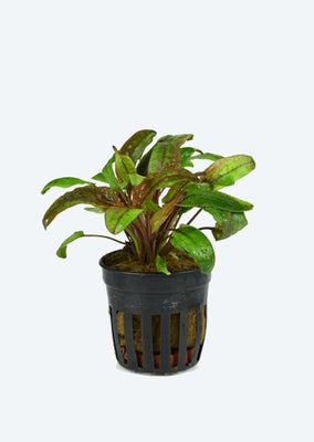 Cryptocoryne Pink ‘Flamingo’