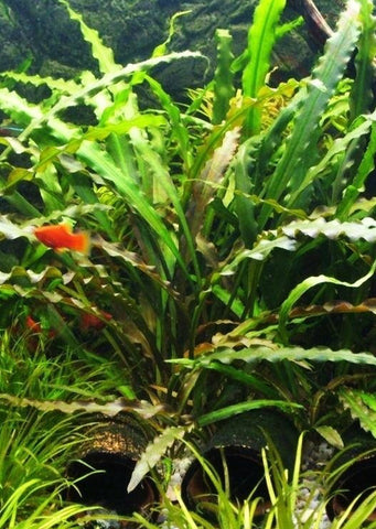 Cryptocoryne spiralis