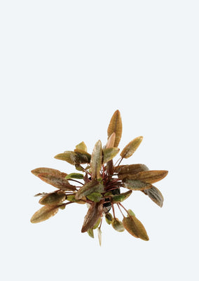 Cryptocoryne wendtii Brown