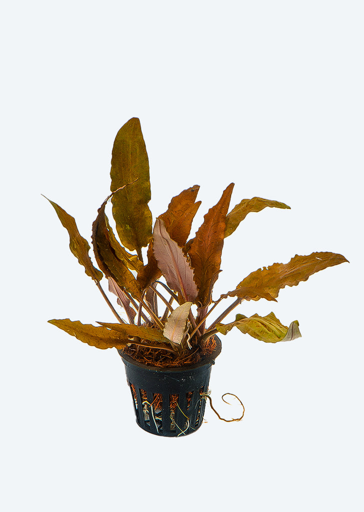 Cryptocoryne wendtii 'Red'