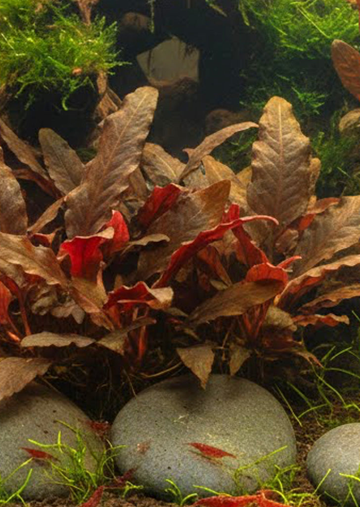 Cryptocoryne wendtii 'Red'