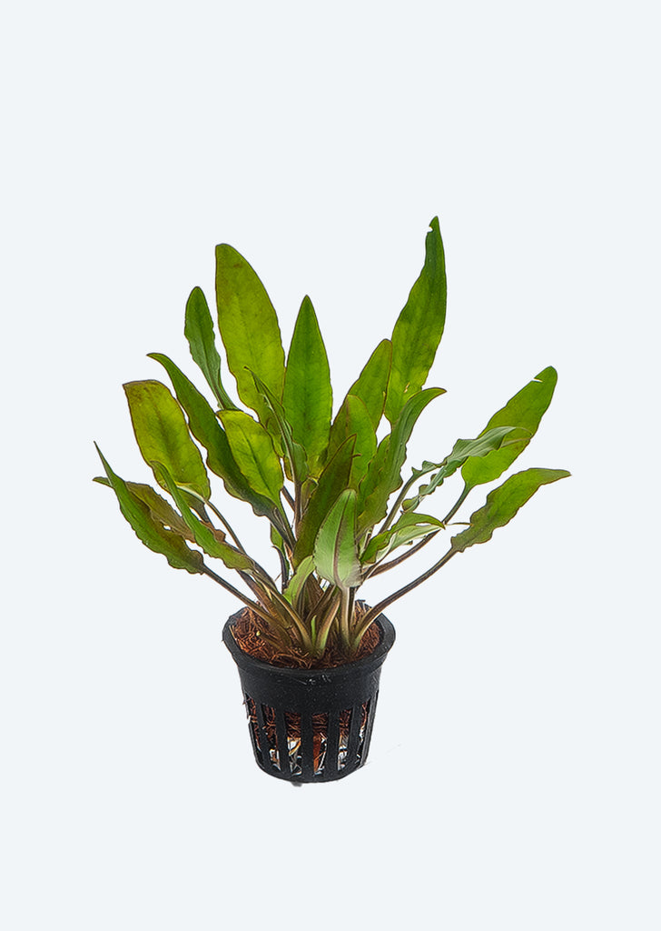 Cryptocoryne willisii