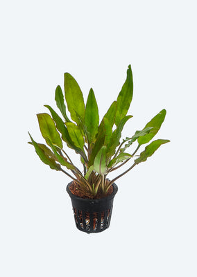 Cryptocoryne willisii