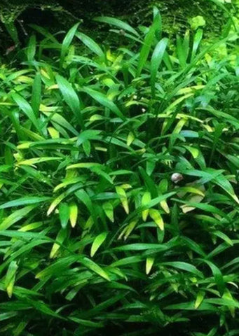 Cryptocoryne willisii