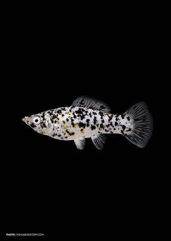 Dalmatian Molly