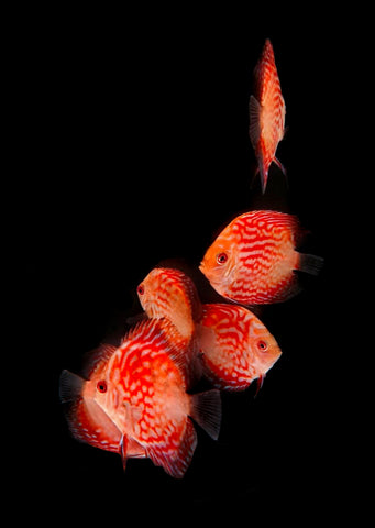 Stardust Discus