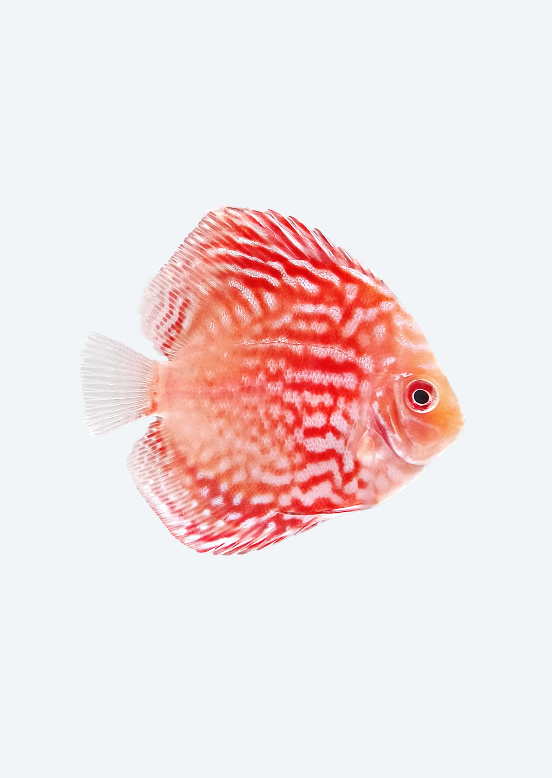 Stardust Ricefish Stardust Discus | Buy Online UAE | Discus.ae