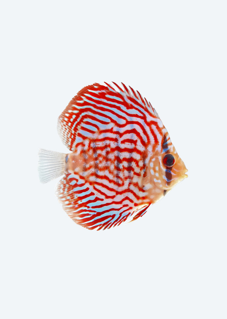 Blue Turquoise Discus