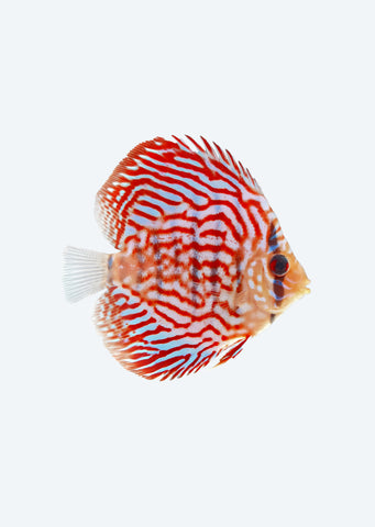 Blue Turquoise Discus