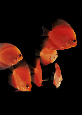 Red Melon Discus