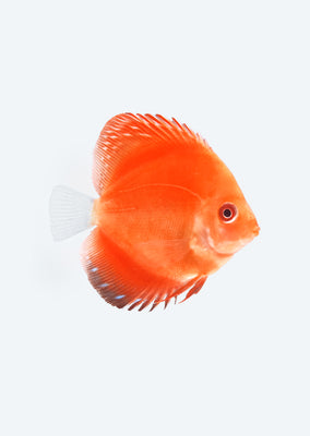 Red Melon Discus