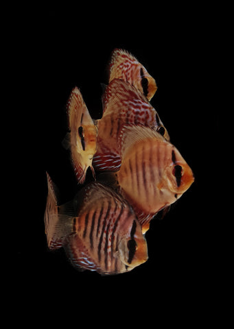 Scribbled Turquoise Discus