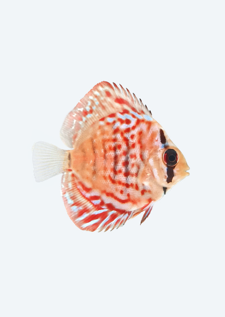 Scribbled Turquoise Discus