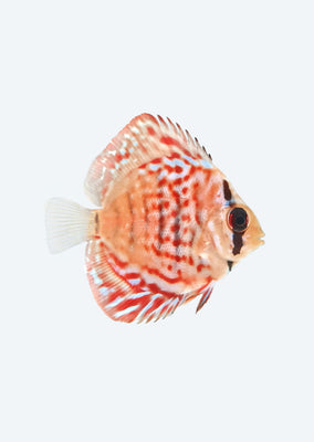 Scribbled Turquoise Discus