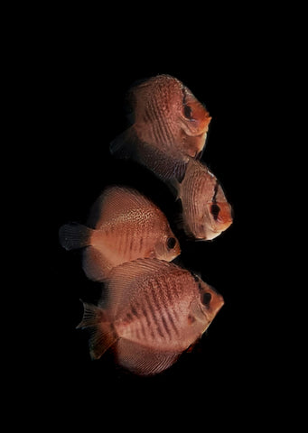Snake Skin Discus
