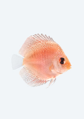 Snake Skin Discus