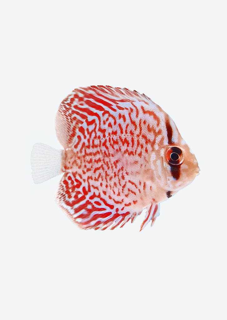 Maze Leopard Discus