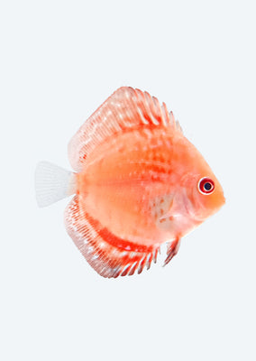 Pigeon Carnation Discus