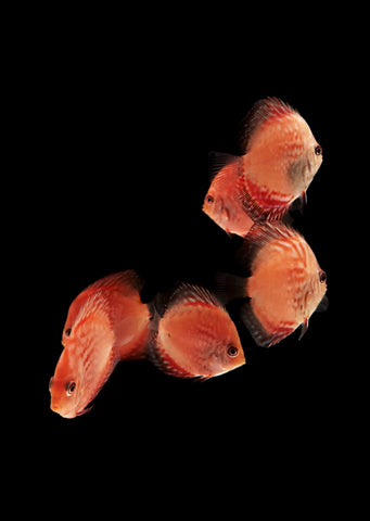 Pigeon Carnation Discus