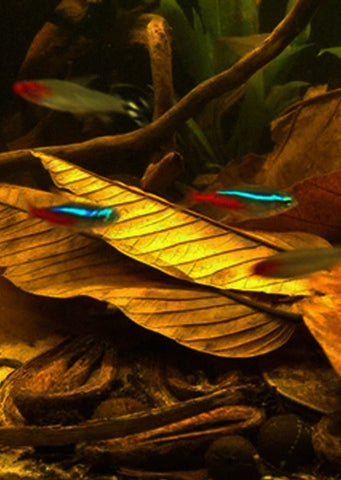 Catappa Leaves (x10)