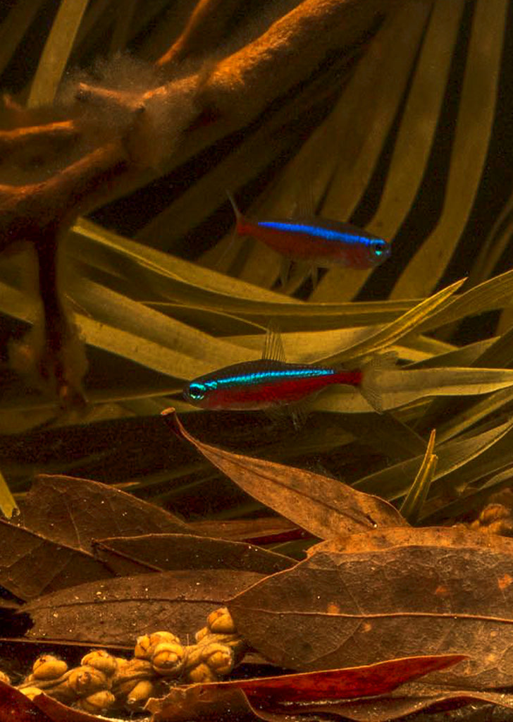 Plantain Leaves (x10)