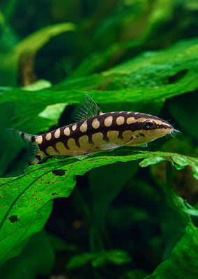 Dwarf Chain Loach