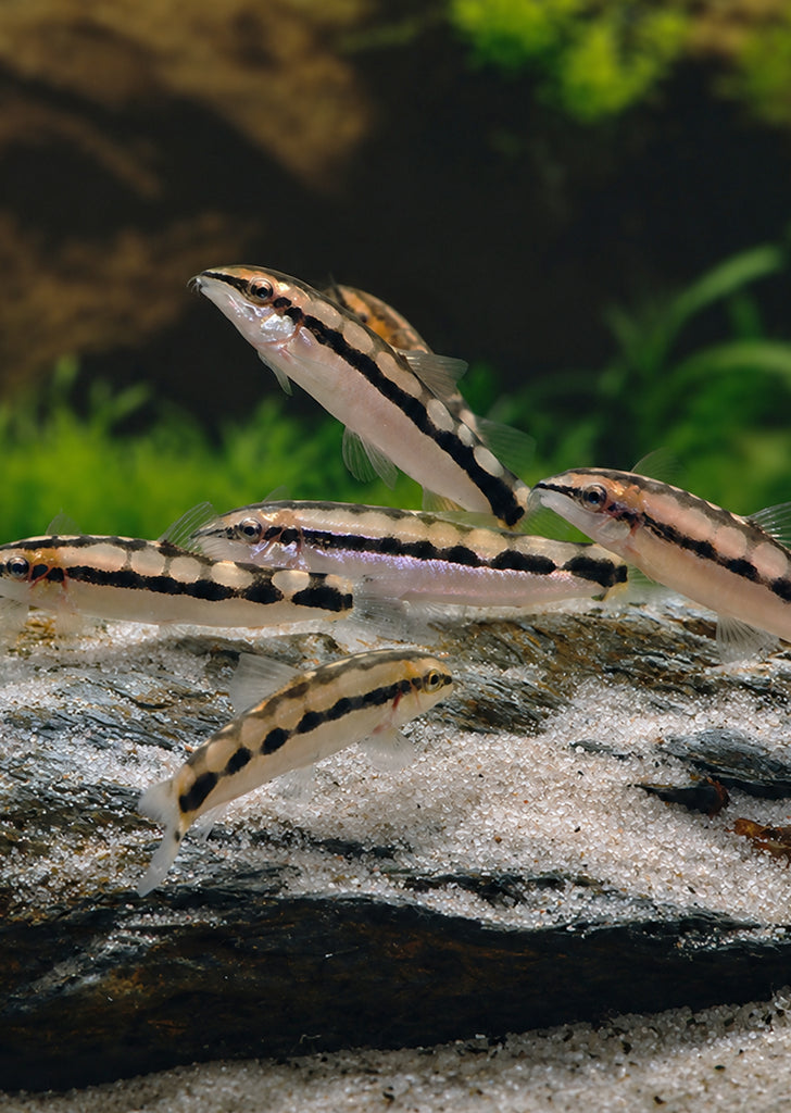 Dwarf Chain Loach